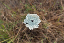 Wild Carrot Flower, Birds Nest, Bishops Lace Or Queen  (Daucus Carota) With Small Black Beetle