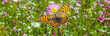 Große Perlmutterfalter Argynnis aglaja Banner auf einer Schmetterlingswiese