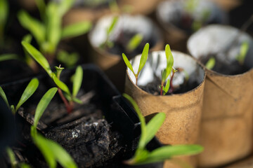 seedlings on compost in pots in australia