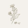 Hand drawn safflower plant illustration