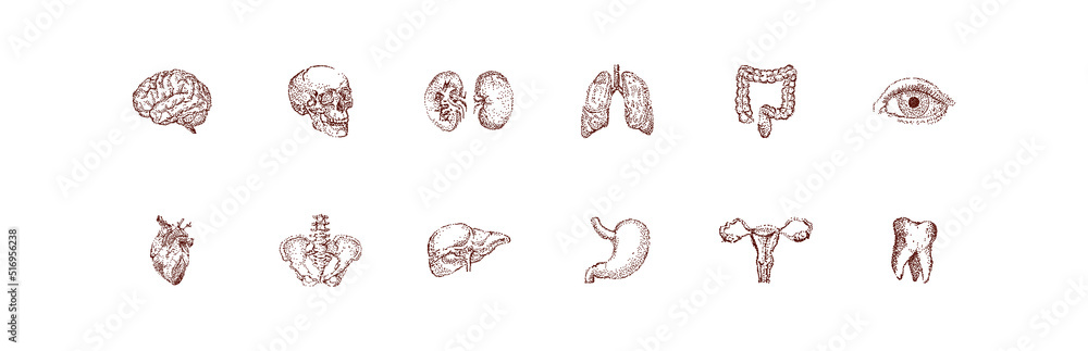 Human organ set vintage illustration. Hand drawn anatomy sketch of ...
