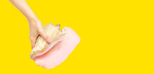 Large Shell In Hand On A Yellow Background. Summer Time Background.