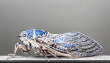Insect Cicada Close-up On A Gray Background
