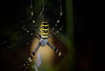 spider on the web