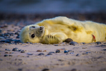 Junge Kegelrobbe (Halichoerus grypus) auf Helgoland, Robbenbaby