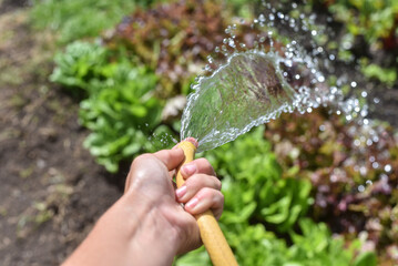 Hose pipe watering garden