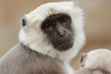 Wall Mural - Bengalische Hanuman-Langur (Semnopithecus entellus)