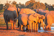Afrikanische Elefanten (Loxodonta africana) in Botswana, Okavango Delta