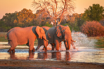 Sticker - Afrikanische Elefanten (Loxodonta africana) im Okavanga Delta in Botswana zur Abenddämmerung