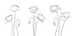 Set of Poppy Flowers Compositions. Doodle Line Style, Vector  Illustration.