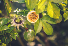Half Cut Passion Fruit With Flower | Passiflora Edulis	
