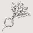Hand drawn full beetroot with leaves. Vector illustration. Vegetable in graphic style. Isolated beet. Vegetarian product. A product on the agricultural market.