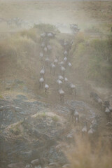 Wall Mural - the great migration in masai mara across the mara river