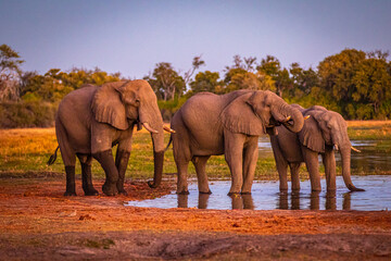 Wall Mural - Afrikanische Elefanten (Loxodonta africana) im Okavanko Delta, Botswana