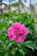 Wall Mural - Tree peony blossoms. Paeoniaceae deciduous shrub. From April to June, flowers of multiple colors such as red