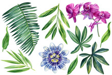 Set Of Watercolor Tropical Floral Illustrations With Green Palm Leaves, Orchid Flowers And Passionflower