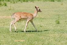  A Young Spotted White-tailed Deer Walks Through A Field In Summer