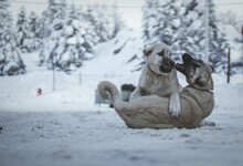 Asian Shepherds Playing Together In Snowy Field