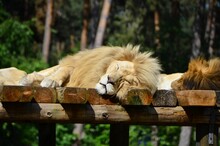 Closeup Shot Of A Male Lion Resting On A Wooden Platform
