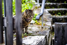Closeup Of A Tabby Cat Sitting On A Stone Sidewalk