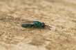 Closeup on a small colorful green and blue cuckoo wasp, Trichrysis cyanea sitting on wood