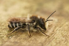 Closeup On A Male Of The Banded Mud Bee, Chalicodoma Ericetorum, Sitting On Wood