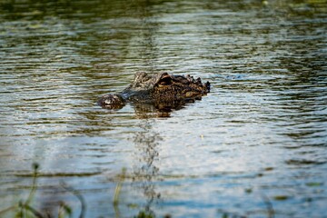 Canvas Print - Closeup of the crocodile floating on the water surface.