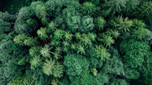 Aerial View Of Green Summer Forest In Mountainous Area. Natural Background.