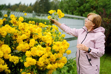Senior Woman Picking Bright Yellow Flowers Of Rudbeckia, Commonly Known As Coneflowers Or Black Eyed Susans, In Autumn Garden.