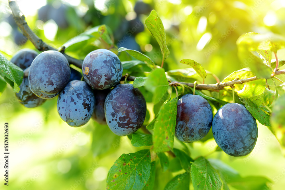 Purple plums on a tree branch in the orchard. Harvesting ripe fruits on ...