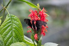 Closeup Shot Of A Red Black Butterfly On Red Flowers