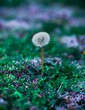 A beautiful white Dandelion plant on a greenfield