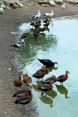 Poster - Ducks standing on the side of a lake and some of them drinking water