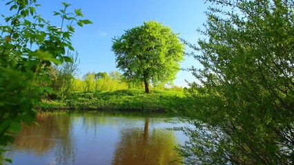 Autocollant - Perfect spring morning on a meadow near the river with a lone tree on the shore.