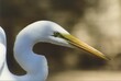 Closeup portrait of a great egret on blurry background