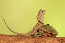 The Frilled Dragon Baby Is Showing Aggressive Behavior. This Reptile Has The Scientific Name Chlamydosaurus Kingii.