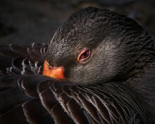 Closeup Portrait Of A Greylag Goose Covering Its Face With Feathers