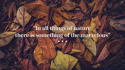Inspirational motivational quotes on nature background