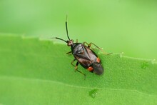 Closeup On A Red-spotted Plant Bug, Deraeocoris Ruber Sitting On A Green Leaf