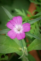 Canvas Print - Vertical closeup on a light purple common corncockle flower, Agrostemma githago