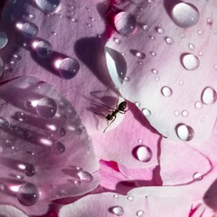 Poster - An ant walking on a peony with drops 