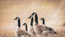 Closeup Of Canadian Geese In A Field With A Blurred Background