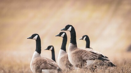 Sticker - Closeup of Canadian geese in a field with a blurred background