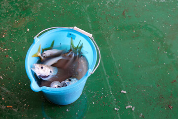 some tropical fish captured on board a ship at ancor in front mauritania harbour