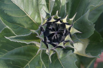 Poster - Top view of a sunflower bud