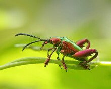 Macro Shot Of A Dogbane Beetle (Chrysochus Auratus) Crawling On A Green Plant