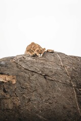 Sticker - Big lioness lying on a rock in Tanzania