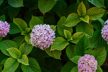 Background Of Pink Hydrangea Flowers And Green Leaves