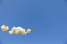 Low Angle Shot Of White Radford Pear Blossoms Against Blue Sky