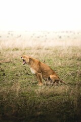 Sticker - Mighty lion in a field in wilderness